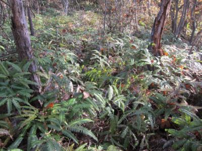 継鹿尾山~犬山寂光院周回コース藪漕ぎ