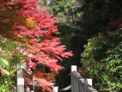 継鹿尾山~犬山寂光院周回コース紅葉