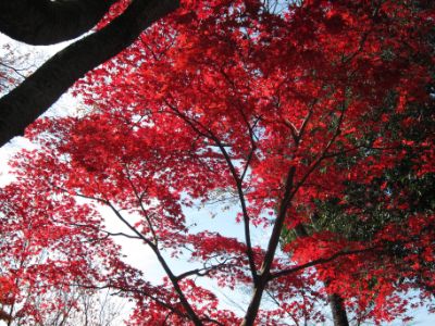 継鹿尾山~犬山寂光院周回コース紅葉