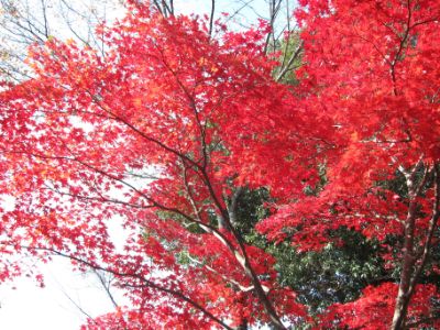 継鹿尾山~犬山寂光院周回コース紅葉